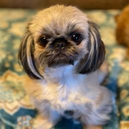 Shih Tzus from House of Zen Shihtzus