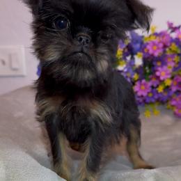 Lila. TINY Baby Girl - Black and tan female Brussels Griffon puppy in Litchfield Park, Arizona from Melody Lane Brussels Griffons