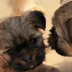 Shorkies and Yorkshire Terriers from Yorkies of Escondido