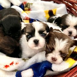 Pomeranian and Shih Tzu Puppies from Laik’s Little Shihtz & Poms