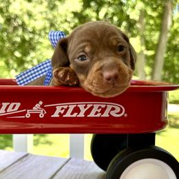 Bubbles AKC - Chocolate and tan female Dachshund puppy in Hendersonville, North Carolina from Snarky Doxy Miniature Dachshunds
