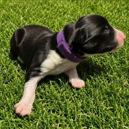Miss Purple - Black and white female Border Collie puppy in San Tan Valley, Arizona from Sherry's Border Collies