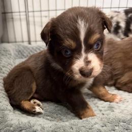 Red tri male - Red tri-color male Miniature American Shepherd puppy in Prunedale, California from 4MLA STABLES