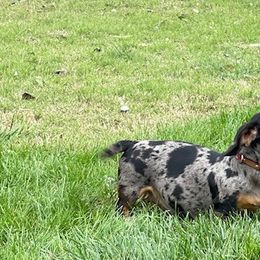 Dachshunds from Valentina's  mini Dachshunds