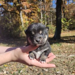 Tiny - Black and tan male Shiba Inu puppy in Illinois from Precious-Puppies
