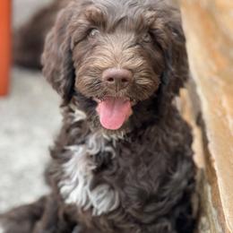 Australian Labradoodle Puppies from QuiSal Labradoodles