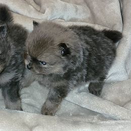 Girl 1 - Blue and tan female Pomeranian puppy in Turnersville, New Jersey from MK Exquisite Poms