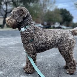 Lola Belle - Australian Labradoodle