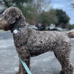 Lola Belle - Australian Labradoodle