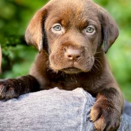 Labrador Retriever Puppies from Southern Heritage Retrievers