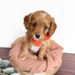 Habanero - Red male Cavapoo puppy in Melbourne, Florida from Space Coast Doodle Co.