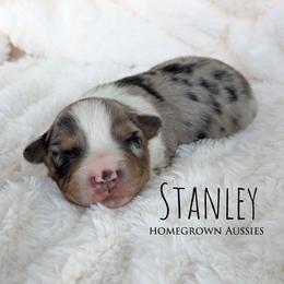 Stanley - Blue merle male Australian Shepherd puppy in Yarmouth, Iowa from HomeGrown Aussies