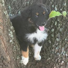 Glory - Black tri-color female Australian Shepherd puppy in Harrah, Oklahoma from Kamm's Aussies