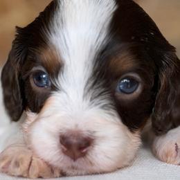July - Tri-color male Cavapoo puppy in Yuciapa, California from AlltheDoodlez_