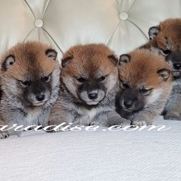 Shiba Inu Puppies from Shiba Paradise