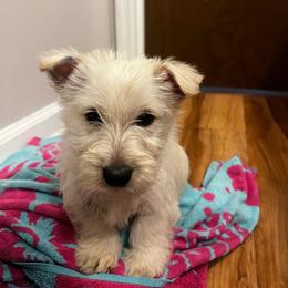 Summer - Wheaten female Scottish Terrier puppy in Chattanooga, Tennessee from Oodles of Cuties!