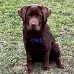 Dilute Retriever and Labrador Retriever Puppies from SmoKy Hills Labradors