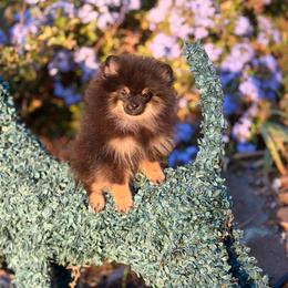 Kirkland - Black and tan male Pomeranian puppy in Stockton, California from Pommiepalace