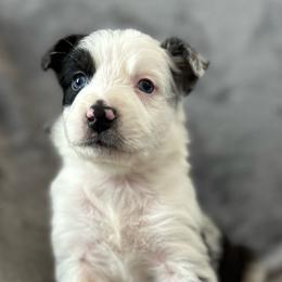 Olaf Boy-2 - Blue merle male Australian Shepherd puppy in Mena, Arkansas from Fat-Bottom Farms