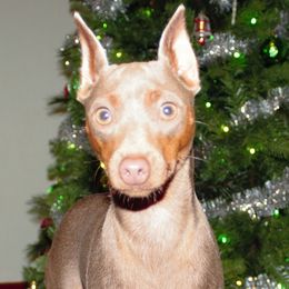 Lucy - Miniature Pinscher