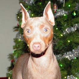 Lucy - Miniature Pinscher