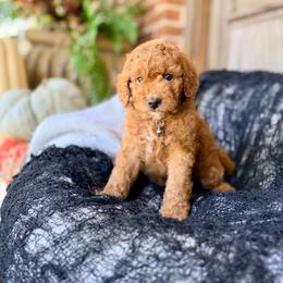 Girl 3 - Red  female Goldendoodle puppy in Philadelphia, Mississippi from Oakie Doodles