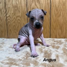 Angus - White and red male American Hairless Terrier puppy in Buckingham, Illinois from Gaus Hof