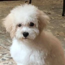 Bichon Frises, Havanese, and Lhasa Apsos from Our Lovely Pups