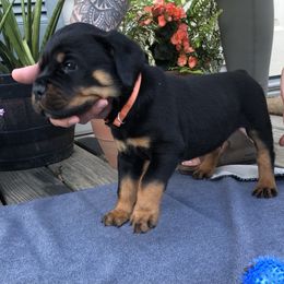 Berry - Black and mahogany male Rottweiler puppy in Crothersville, Indiana from The Solid Rock Kennel