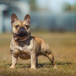 Shamrock - French Bulldog