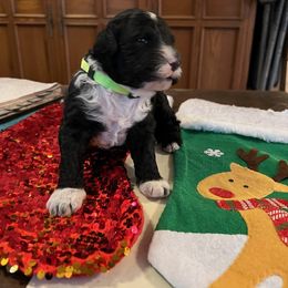 Portuguese Water Dog Puppies from WiccaBay
