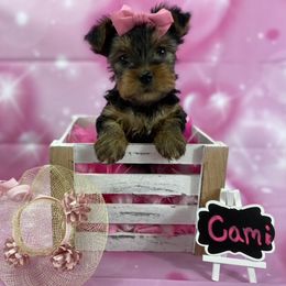 Yorkshire Terrier Puppies from Sandy Klug