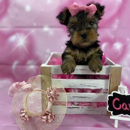 Yorkshire Terrier Puppies from Sandy Klug