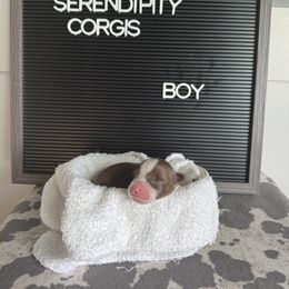 Mark Sloan - Liver and white male Cardigan Welsh Corgi puppy in Westminster, Maryland from Serendipity Corgi's