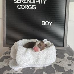 Mark Sloan - Liver and white male Cardigan Welsh Corgi puppy in Westminster, Maryland from Serendipity Corgi's