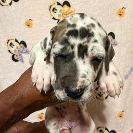 Girl 5 - Harlequin female Great Dane puppy in Anderson, South Carolina from QCM DANES