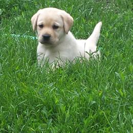 Labrador Retriever Puppies from Evermor Labradors