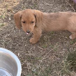 Honey - Dapple female Dachshund puppy in Marshfield, Missouri from WH Hounds