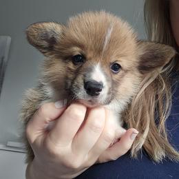 Baxter - Red male Pembroke Welsh Corgi puppy in Tomball, Texas from Larsen Loved Corgis