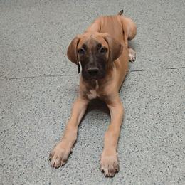 Vega - Fawn female Great Dane puppy in Marshall, Michigan from Dream K9