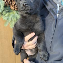 Black-Howl - Black male German Shepherd puppy in Medical Lake, Washington from Nine Realms German Shepherds