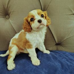 Fizz - Blenheim female Cavalier King Charles Spaniel puppy in Rockville, Maryland from Skais the Limit Cavaliers