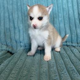 Milo - Merle male Pomsky puppy in Aberdeen, Idaho from Willow Creek Cresteds