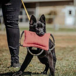 German Shepherd Puppies from Lucianhaus