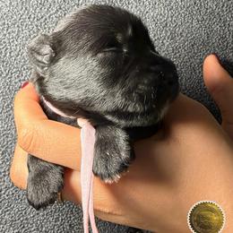 Easter - Black female Miniature Schnauzer puppy in Frankford, Delaware from Miniature Schnauzers of Delmarva