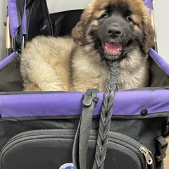 Leonberger Puppies from Sinnsro Leonbergers