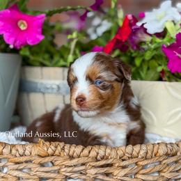 Coke - Red merle female Miniature Australian Shepherd puppy in Oklahoma City, Oklahoma from Outland Toy & Mini Aussies