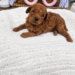 Amber - Red  female Poodle puppy in Midway City, California from Rapture Red Poodles