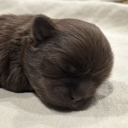 Shih Tzu Puppies from Moore Shih Tzus