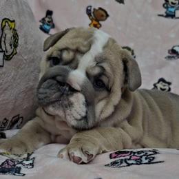 Valentine - Lilac tri-color female Bulldog puppy in Franklin Grove, Illinois from Illinois Bullies Kennel